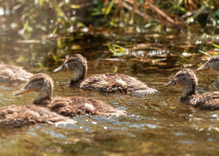 Altes Forsthaus Im Harz 엘빙거로드